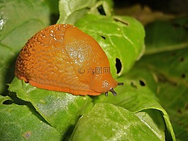 蜗牛,动物,软体动物