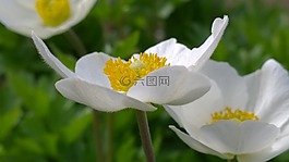 春天,陽光,花卉