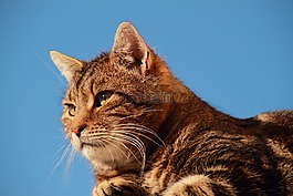 貓,寵物,動物