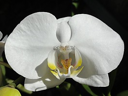 花卉,蘭花,蝴蝶蘭