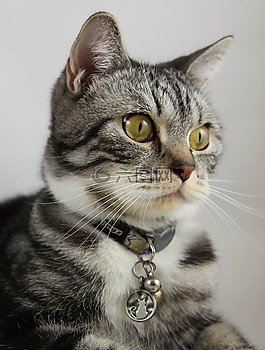 貓,動物,小貓