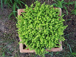 植物在一個鍋里,花園,countr