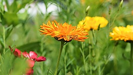 花,開花,草地