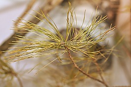 松,針葉樹,科