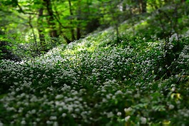 深度的字段,植物區(qū)系,鮮花