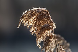 性質(zhì),蘆葦,湖