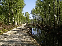 系泊,水,樺木