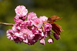 春天,鮮花,性質(zhì)