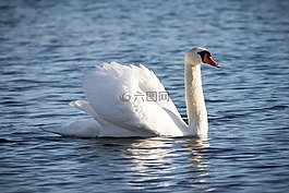 水域,鳥(niǎo),性質(zhì)