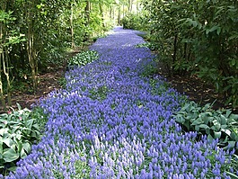 花,花園,河