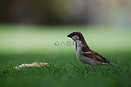 麻雀,鳥(niǎo),地面