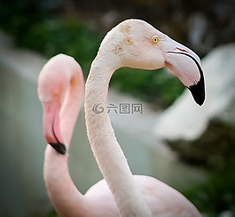 火烈鳥,動物,動物園