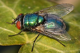 動物,飛,bug