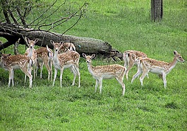 小鹿,群,公園
