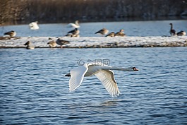 天鵝,鳥,水域