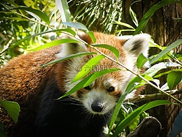 小熊貓,ailurus fulgens,海狗