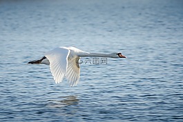 鳥(niǎo),水域,動(dòng)物世界
