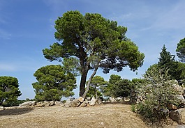 树,松,地中海