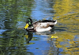 鴨,鳥,水