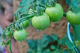 蕃茄,綠色,滴