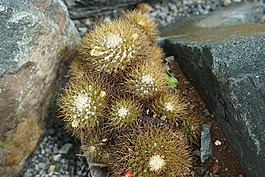 仙人掌,綠色,石頭