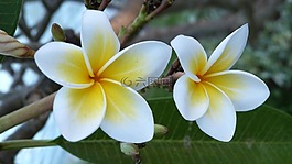 巴厘島,花卉,雞蛋花