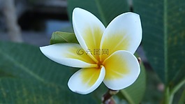 巴厘島,花,雞蛋花