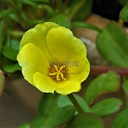 花,黃色,綠色