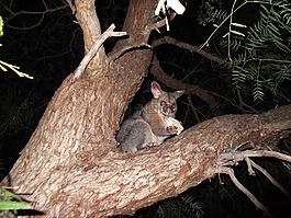 possum,刷尾负鼠,澳洲有袋动物