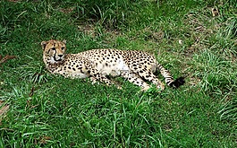 獵豹,休息,動物園