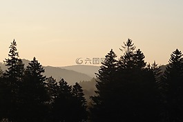 森林,景觀,心情