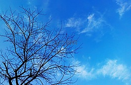 樹,分支機(jī)構(gòu),裸