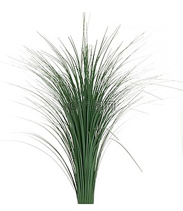 白色背景,性質(zhì),植物