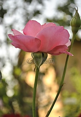 玫瑰,性質(zhì),芽