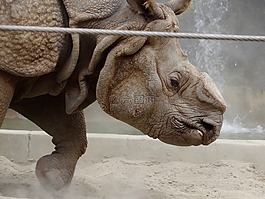 犀牛,動(dòng)物園,野生