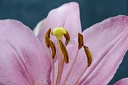 百合,粉紅色,花瓣