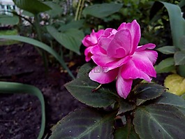 花卉,花床,花瓣