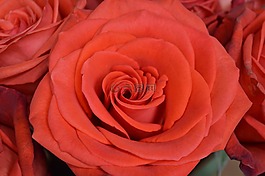 玫瑰,花,紅色