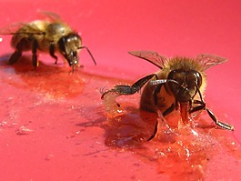 蜜蜂,蜂蜜,昆蟲