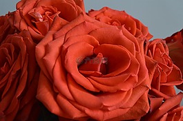 玫瑰,花,紅色