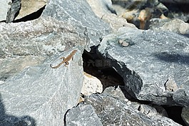 鬣蜥,石,灰色