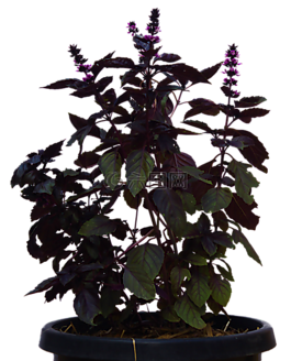 植物,葉子,布什