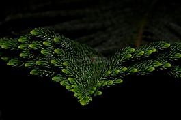 分支機構(gòu),針葉樹,芽