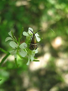 甲蟲,花,昆蟲