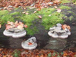 樹真菌,秋季,森林