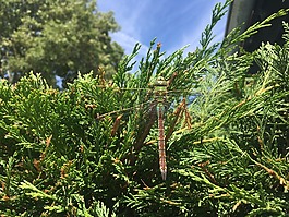 蜻蜓,绿,夏天