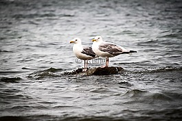 海鷗,鳥,海洋