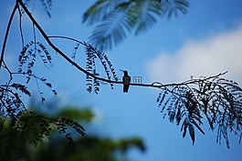 鳥,側(cè)影,自然