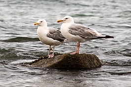 海鷗,鳥(niǎo),海洋