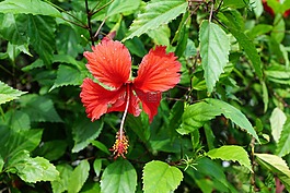 芙蓉,花,紅色